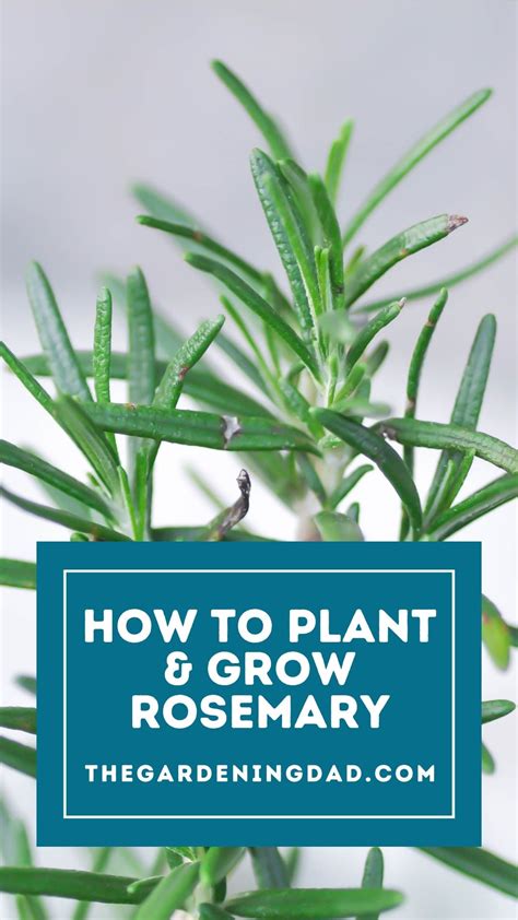 How to Grow Rosemary from Seed in 5 EASY Steps - The Gardening Dad in ...