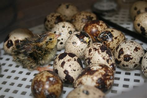 2018 Jumbo Coturnix Quail Hatch-A-Long and Grow-A-Long – Dear Juneberry…