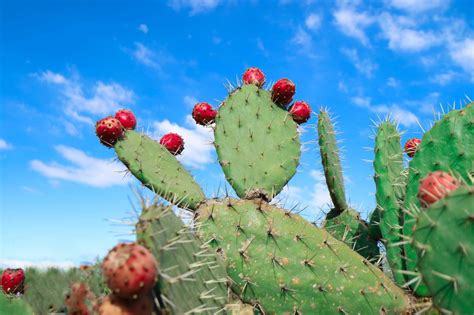 How to harvest, peel and make syrup from prickly pear cactus fruit, a ...