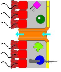 Choanocytes | Definition, Functions & Structure - Lesson | Study.com