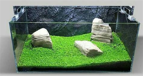 Jual Bibit Benih Tanaman Air Carpet Seed Aquascape Aquarium ...