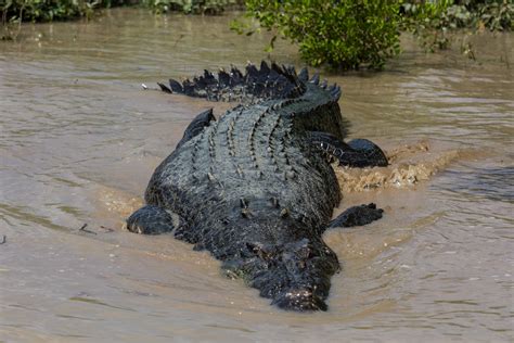 Crocodile Jump Cruise on the Adelaide River (11.8.2017) – Kangarooo ...