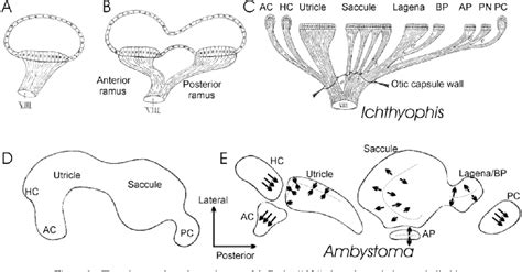 Figure 1 from Development and evolution of inner ear sensory epithelia ...