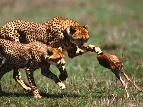 The Speed of the Cheetah | Life in the Wild