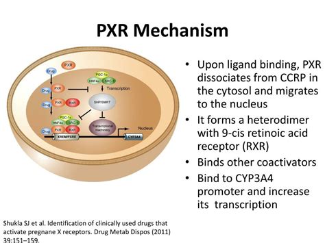 PPT - CYP3A4: Interactions/Inhibitions PowerPoint Presentation, free ...