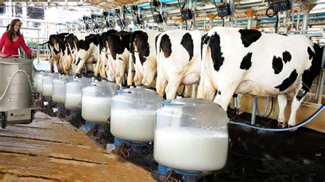 DAIRY FARMING BUSINESS PLAN IN NIGERIA