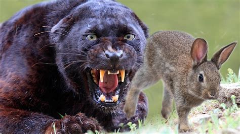 Unbelievable can see rare Black Panther hunt and eat Rabbit - YouTube