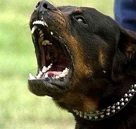 Bite force of a Rottweiler - Annie Many