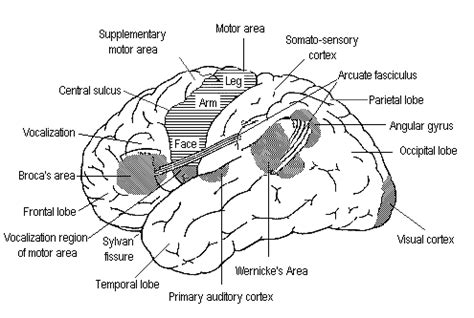 Primary auditory cortex - Location, Function and Pictures