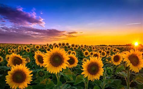 Sunny Sunflowers Wallpapers - Wallpaper Cave