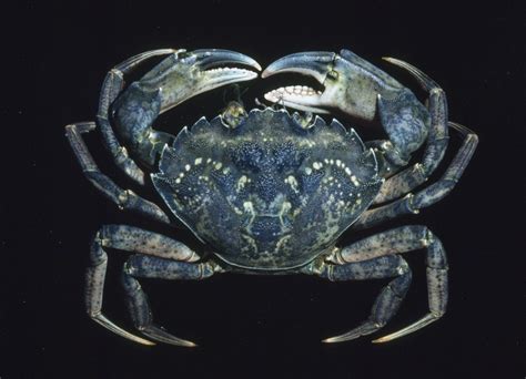 Biodiversity Snapshots | info | Deep sea creatures, Crustaceans, Crab