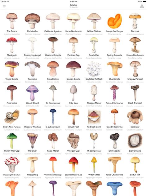 Wild Mushroom Identification Chart