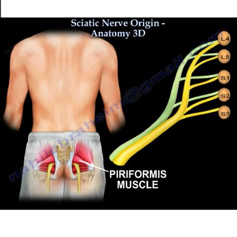 Sciatic Nerve Origin- Anatomy — OrthopaedicPrinciples.com