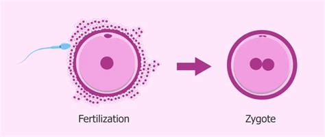 What is Zygote and How is It Formed? | Healthtian