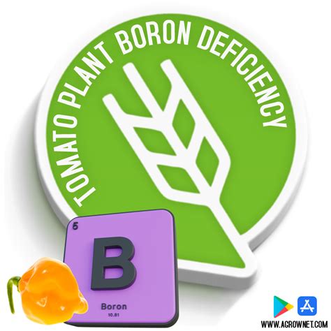 Tomato Plant Boron Deficiency : The Impact of Tomato Plant Boron ...