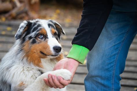 How To Train An Australian Shepherd: 5 Steps (+ Pictures)