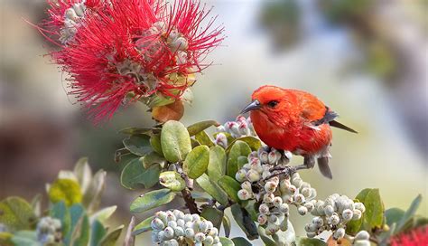 Animals - Hawaiʻi Volcanoes National Park (U.S. National Park Service)