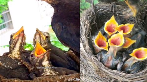 Common blackbird birds Breeding in the nest [ Review Bird Nest ] - YouTube