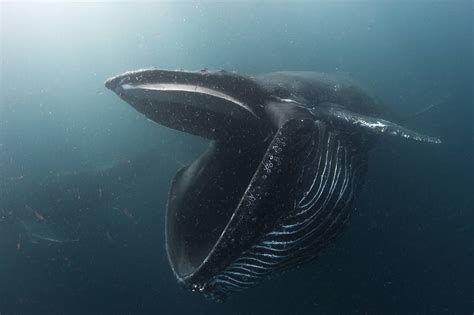 Free photo: Humpback Whale - Animal, Atlantic, Big - Free Download - Jooinn