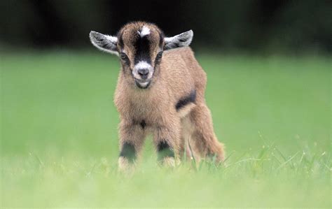 10 Adorable Reasons Why a Pygmy Goat Should Be Your Next Pet