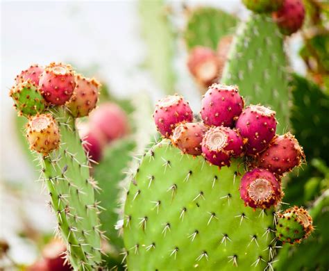 5 Edible Cacti and Succulents You Can Grow Indoors - Modern Farmer