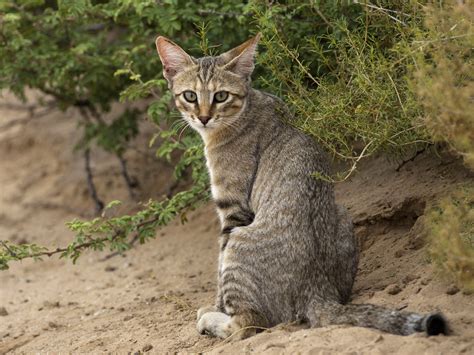 The genes that turned wildcats into kitty cats | Science | AAAS