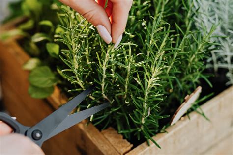 How to Grow Rosemary: The Beginner's Guide