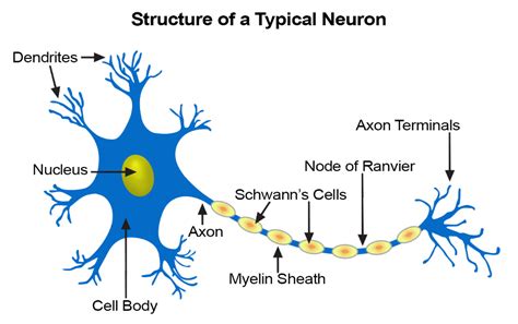 Where Is The Nucleus Of A Neuron Located - GESTUCG