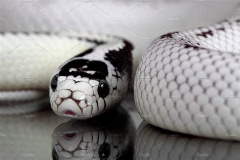 Lampropeltis getula Californiae | Animal Stock Photos ~ Creative Market