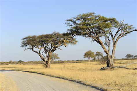 Mopane Trees (2) | Hwange NP | Pictures | Zimbabwe in Global-Geography