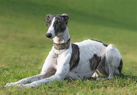 About the Breed: Greyhound | Highland Canine Training