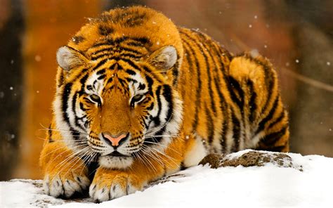 Snow Tiger Wallpaper - WallpaperSafari