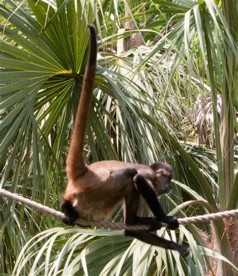 Spider Monkey Facts For Kids | Spider Monkey Diet & Habitat