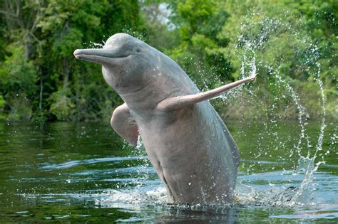 Do Freshwater Dolphins Live In The Sundarbans? | Royal Sundarban Tourism