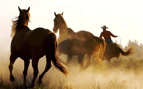 Cowboy Horse Wallpapers - Top Free Cowboy Horse Backgrounds ...