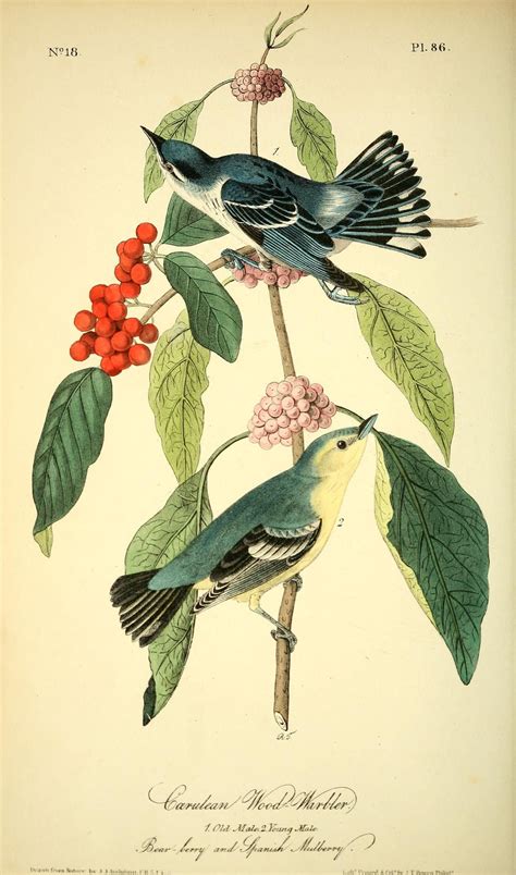 v 2 - The birds of America : - Biodiversity Heritage Library | Vintage ...