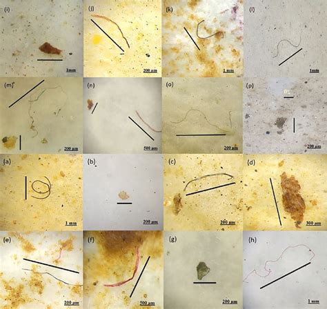 Images of microplastic particles in water. Particles were grouped into ...