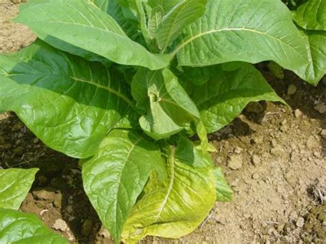 Boron Deficiency | Burley Tobacco Extension