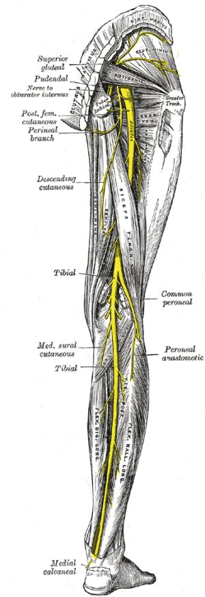 Sciatic Nerve - Physiopedia