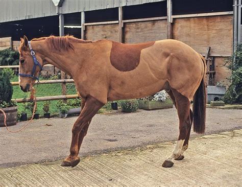 Transporting A Horse With Laminitis - Transport Informations Lane