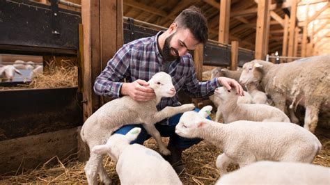 Sheep Farming for Beginners (articles & information to get you started)