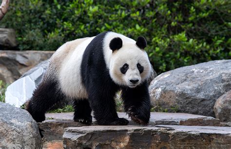 Adelaide Zoo ready to welcome visitors after nearly 90 days of closure