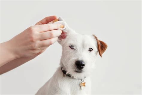 How to Treat a Tick Bite on a Dog | Great Pet Care