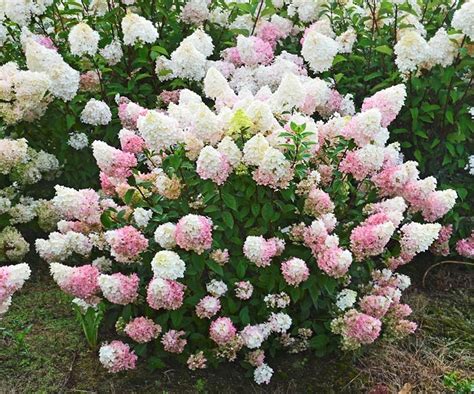 5 new hydrangea varieties to grow in your garden | Hydrangea varieties ...