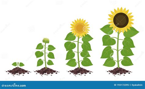 Sunflower Growth Stages. Agriculture Plant Development. Harvest ...