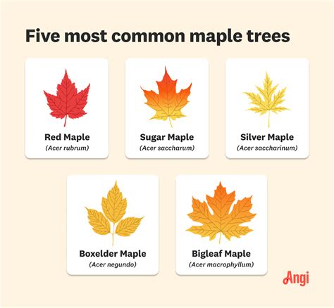 Types Of Maple Trees