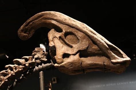 Parasaurolophus skull. Parasaurolophus is an ornithopod dinosaur , #ad ...