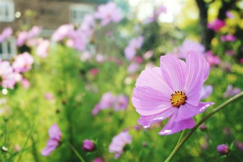 12 Best Annual Flowers for Full Sun