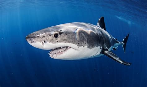 Great White Shark can change colour - scientists in stunning discovery ...