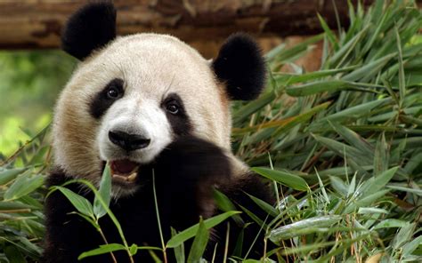 Cool Panda Wallpaper 4K : V.85: HD Images of Pandas, Ultra HD 4K Pandas ...